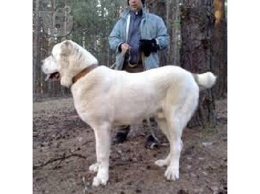 PoulaTo: sao alabai kentrikis asias